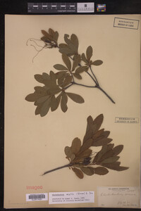 Rhododendron molle image