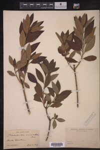 Rhododendron mucronulatum image