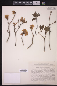 Rhododendron myrtifolium image