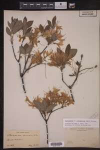 Rhododendron prinophyllum image