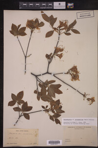 Rhododendron prinophyllum image