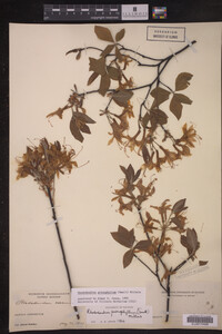Rhododendron prinophyllum image