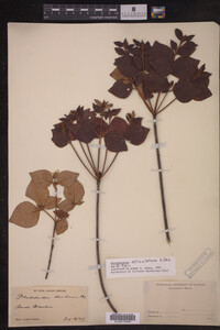 Media resource of Rhododendron reticulatum