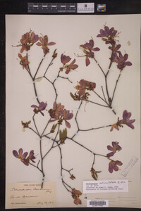 Rhododendron reticulatum image