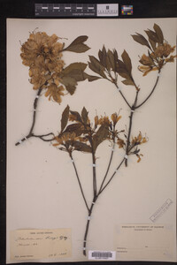 Rhododendron vaseyi image