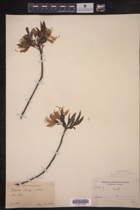 Rhododendron vaseyi image