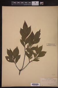 Rhododendron vaseyi image