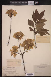 Rhododendron vaseyi image