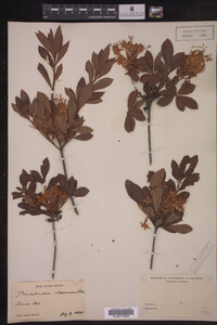 Rhododendron viscosum image