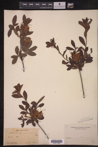 Rhododendron viscosum image