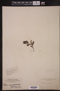 Image Associated With the Occurrence