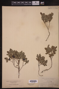 Vaccinium caespitosum image