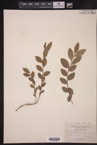 Vaccinium corymbosum image