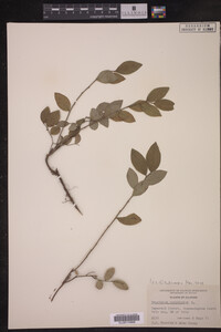 Vaccinium corymbosum image