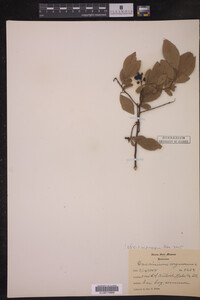 Vaccinium corymbosum image