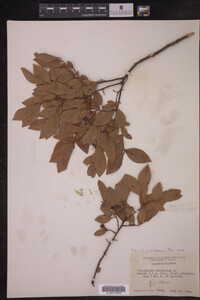 Vaccinium corymbosum image