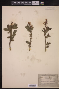 Vaccinium corymbosum image