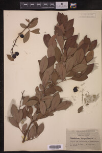 Vaccinium corymbosum image