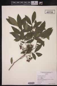 Image Associated With the Occurrence