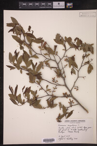 Image Associated With the Occurrence