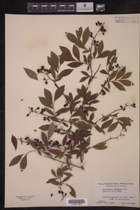 Image Associated With the Occurrence