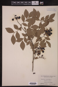Image Associated With the Occurrence