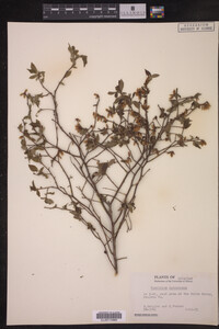 Image Associated With the Occurrence