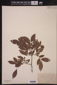 Image Associated With the Occurrence