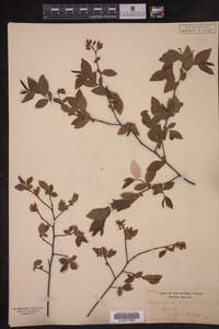 Image Associated With the Occurrence