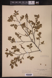 Image Associated With the Occurrence
