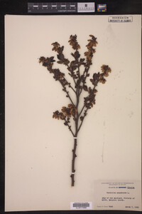 Image Associated With the Occurrence