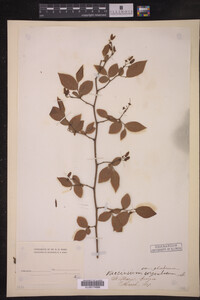 Image Associated With the Occurrence