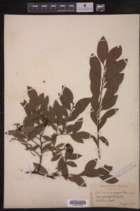 Image Associated With the Occurrence