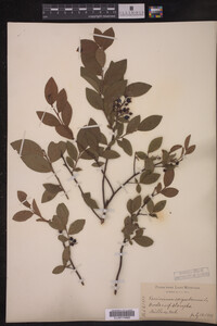 Image Associated With the Occurrence