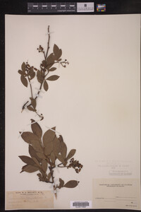 Image Associated With the Occurrence