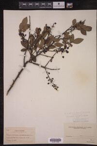 Image Associated With the Occurrence