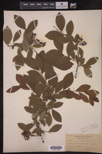 Image Associated With the Occurrence