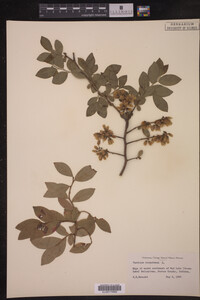 Image Associated With the Occurrence
