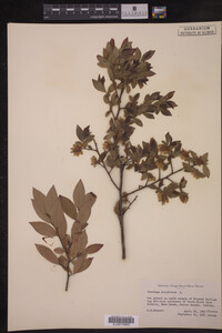 Image Associated With the Occurrence