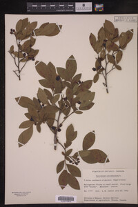 Image Associated With the Occurrence