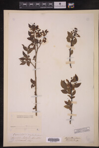 Image Associated With the Occurrence