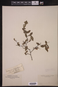 Image Associated With the Occurrence