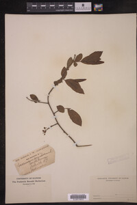Image Associated With the Occurrence