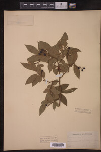 Image Associated With the Occurrence