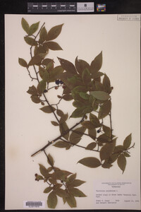 Image Associated With the Occurrence