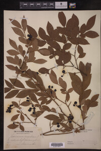 Image Associated With the Occurrence