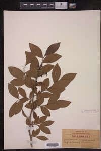 Image Associated With the Occurrence