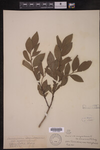 Image Associated With the Occurrence