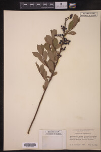 Image Associated With the Occurrence