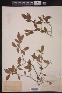 Image Associated With the Occurrence